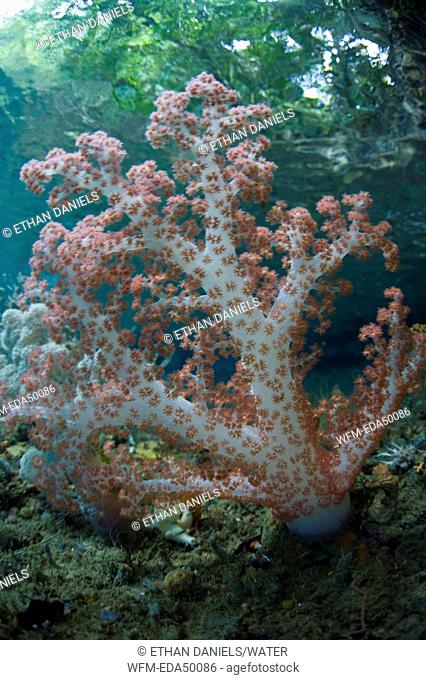 Soft Coral in shallow Water, Dendronephthya, Raja Ampat, West Papua, Indonesia