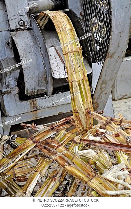 Ishigaki, Okinawa, Japan: squeezing sugarcane to get the juice to make chinsuko cookies at Bussan Center