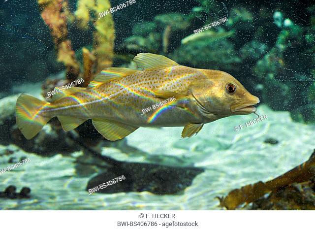 cod, Atlantic cod, codling (Gadus morhua), swimming