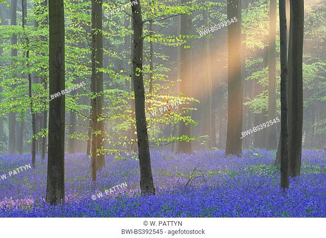 Atlantic bluebell (Hyacinthoides non-scripta, Endymion non-scriptus, Scilla non-scripta), sea of flowers in the forest, light beams, Belgium, Hallerbos