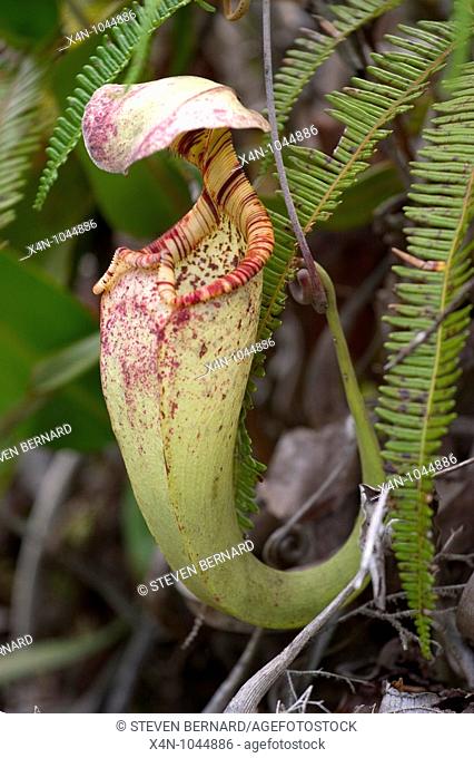 Nepenthes rafflesiana, carnivorous pitcher plant, Brunei, Borneo, South East Asia