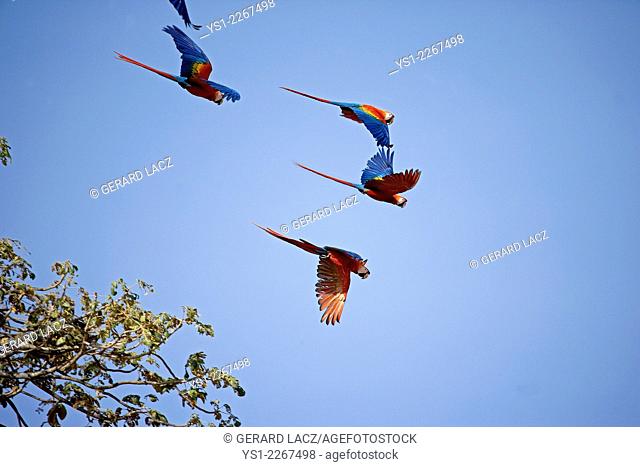 Scarlet Macaw, ara macao, Group in Flight, Los Lianos in Venezuela