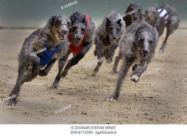 Windhundrennen, Irischer Wolfshund, EM 2015 in Hünstetten, Deutschland, Europa / Greyhound racing, Irish wolfhound, European championship 2015, Hünstetten