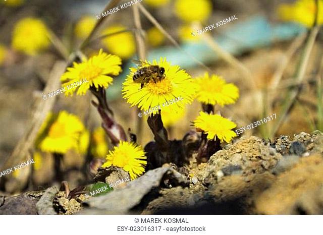 Coltsfoot, the first spring yellow flowers and bee