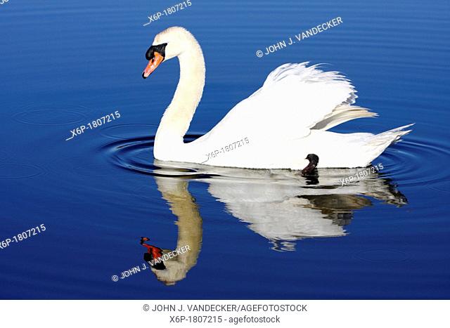 Mute Swan, Cygnus olor, with reflection in blue water Richard DeKortev Park, Lyndhurst, NJ, USA
