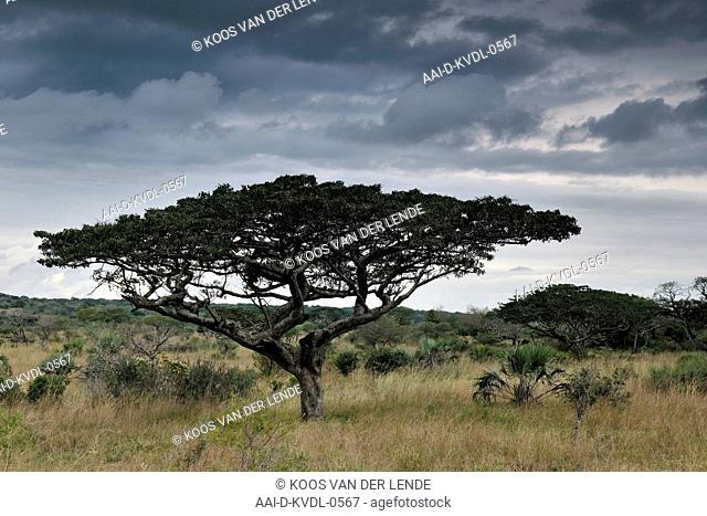 Pod Mahogany tree at Temba Nature Reserve, Maputaland, KwaZulu Natal, South Africa