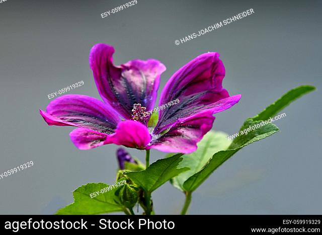 mallow, medicinal plant flower