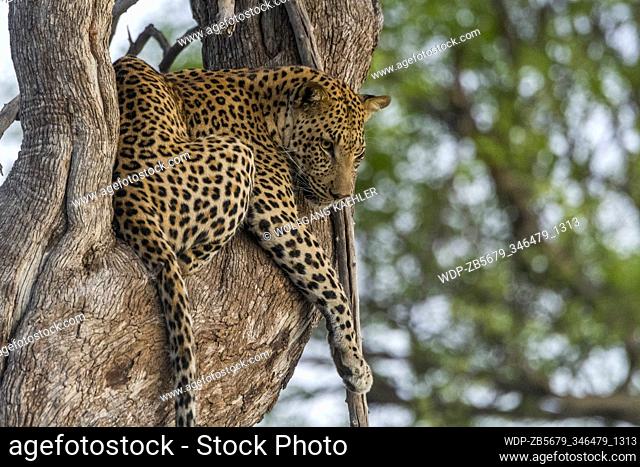 A Leopard (Panthera pardus) sitting in a tree in the Gomoti Plains area, a community run concession, on the edge of the Gomoti river system southeast of the...