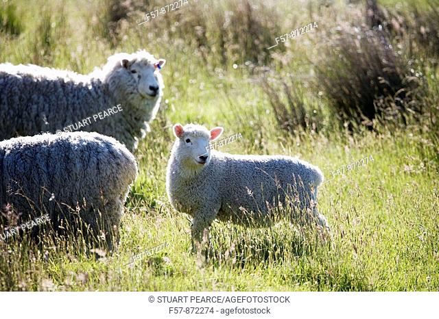 Sheep, Aspiring National Park, South Island, New Zealand