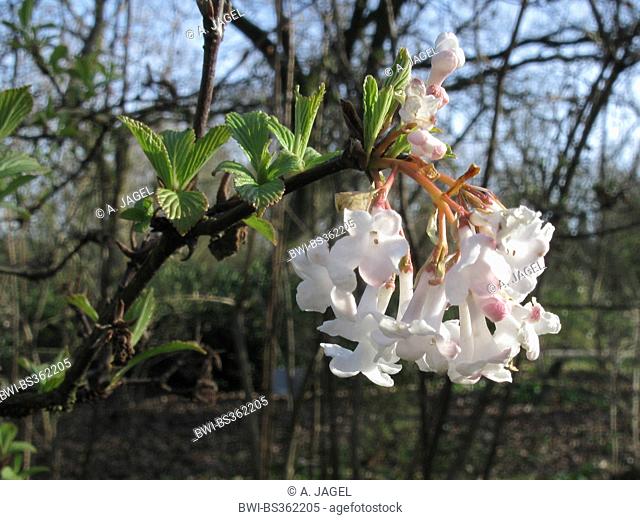 Fragrant Viburnum (Viburnum farreri), blooming branch
