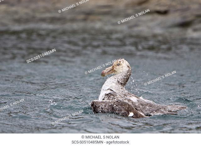 Southern Giant Petrel Macronectes giganteus in and around South Georgia, Southern Ocean The giant petrels are two large seabirds from the genus Macronectes Long...