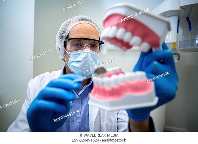 Dentist holding and examining a mouth model