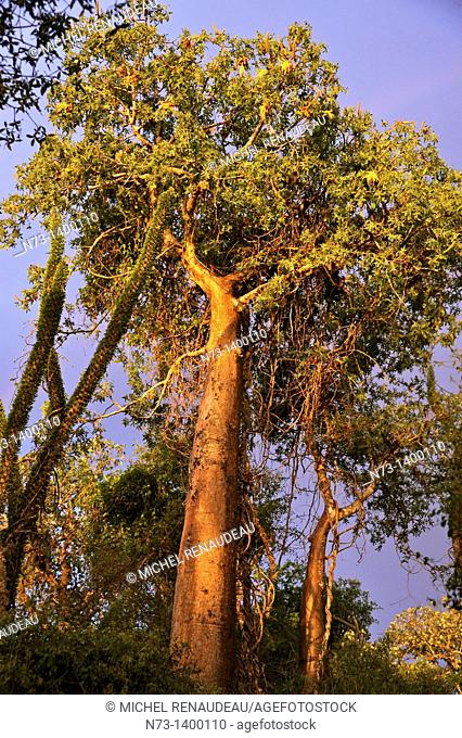 Afrique, Madagascar région de Toliara Tulear Ifaty, forêt de Baobab