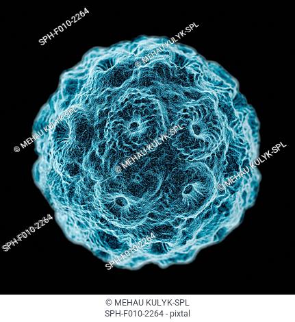 Brome mosaic virus (BMV), computer artwork