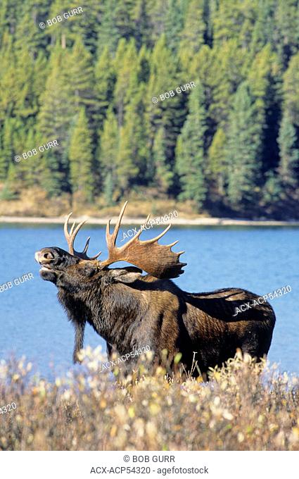 Moose Alces alces Male preforming a lip curl or flemen, Jasper National Park, Alberta, Canada