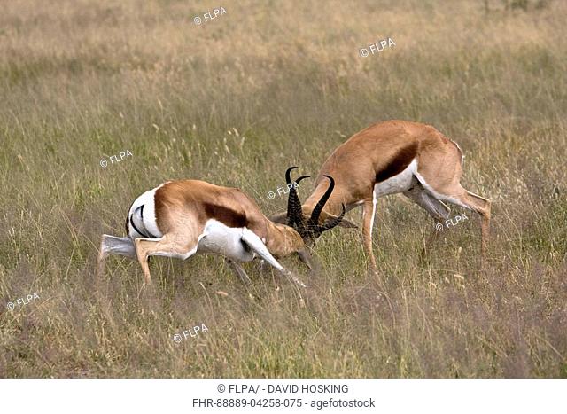 two springbok fighting