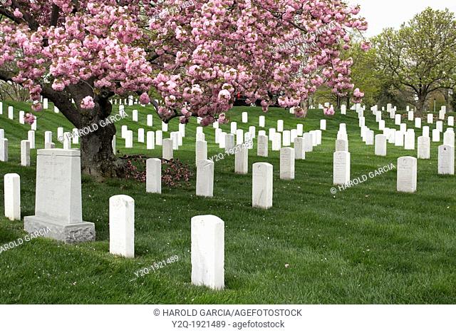 Cherry Trees Blossoming at Arlington National Cemetery, Arlington County, Virginia, USA