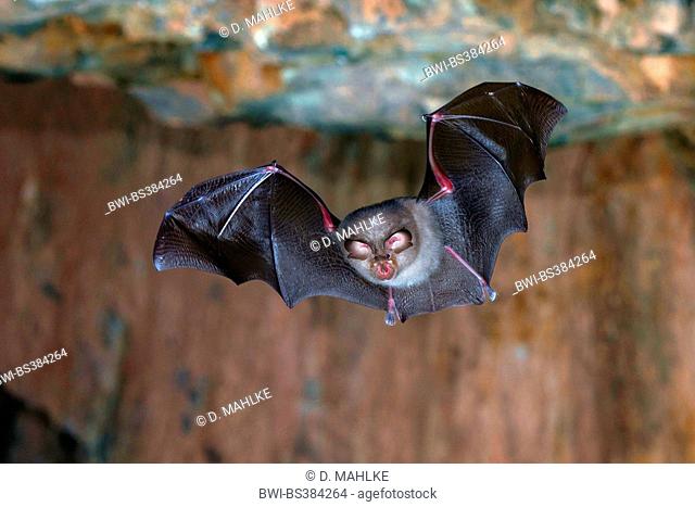 Lesser horseshoe bat (Rhinolophus hipposideros), flying through a cave passage, Germany, Thueringen, Rapolda