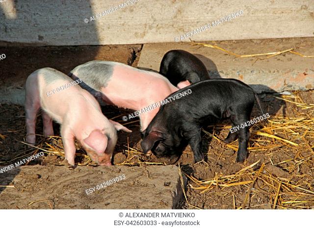 Piglets playing and jolly run in farm yard. Funny pigs. Baby piglets play in yard. Little pigs live at farm in village