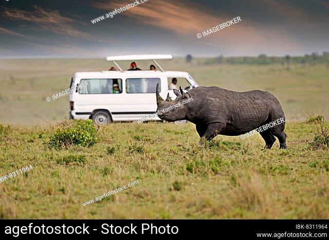 Black rhinoceros (Diceros bicornis), in the background a safari vehicle, Masai Mara, Kenya, Africa