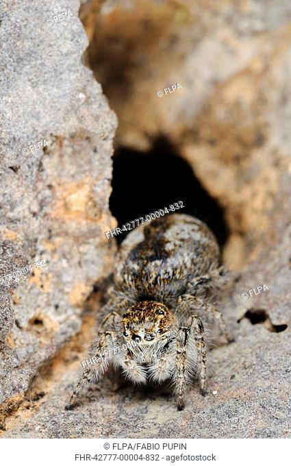 Jumping Spider Philaeus chrysops adult female, on rock, Italy