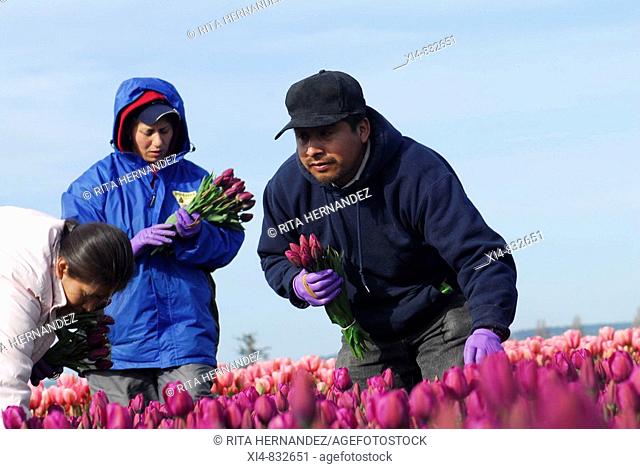 Group of three workers picking flowers in a Tulip's field Flowers in first plane