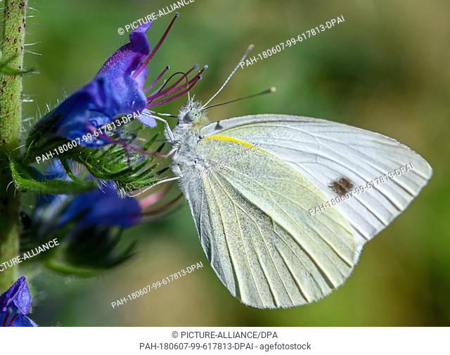 06 June 2018, Germany, Frankfurt (Oder): A white butterfly searching for nectar in a flower of the viper's bugloss (Echium vulgare)