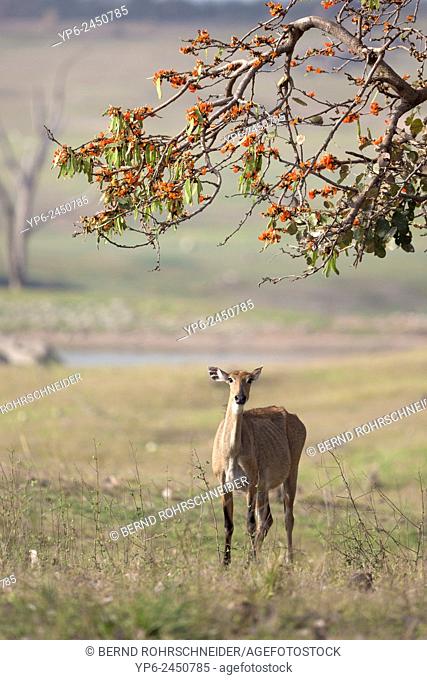 Nilgai (Boselaphus tragocamelus) standing under Flame of the forest tree, Pench National Park, Madhya Pradesh, India