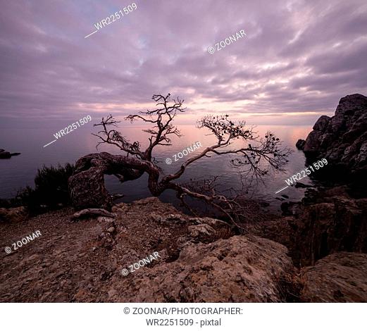 Old juniper tree on rocky coast of Black sea
