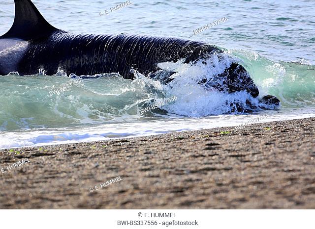 orca, great killer whale, grampus (Orcinus orca), attacking a southern sea lion puppy, Argentina, Patagonia, Valdes