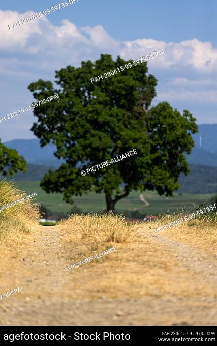 PRODUCTION - 14 June 2023, Baden-Württemberg, Bad Krozingen: Dry grass can be seen on a country lane while in the background a deep-rooted tree still bears...