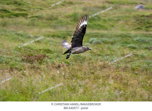 Great Skua (Stercorarius skua) in flight, Runde Island, Norway, Scandinavia, Europe