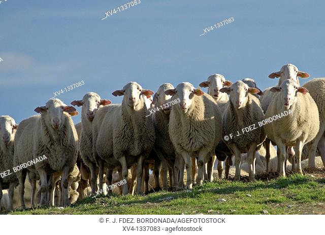 Flock of Sheep standing in pasture  Monegros  Aragon  Spain
