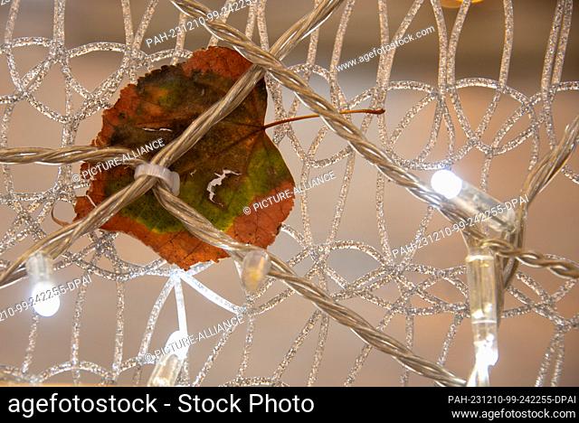 07 December 2023, Magdeburg: An autumn-colored leaf is stuck between the lights of Magdeburg's Christmas world of lights