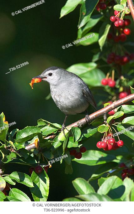 A Gray Catbird (Dumetella carolinensis) eating a crabapple in the north end of New York City's Central Park. Catbirds breed in Central Park. New York