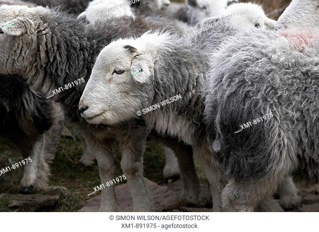 Flock of Herdwick Sheep