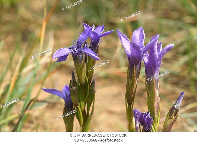 Fringed gentian (Gentianopsis ciliata) is a biennial or perennial herb native to central Europe and south Europe mountains