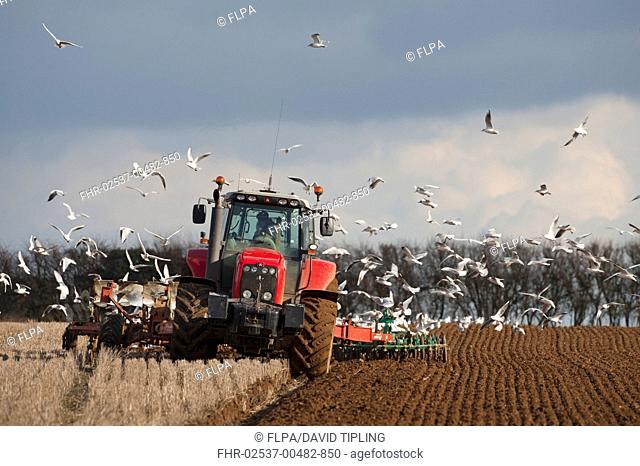 Black-headed Gull Larus ridibundus flock, winter plumage, following tractor ploughing stubble field, North Norfolk, England, february