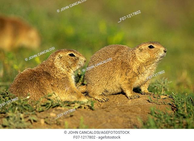 Blacktail Prairie Dog Cynomys ludovicianus Wyoming - USA - Social animals that live in 'towns' and post sentinels to warn of impending predators - Live in and...