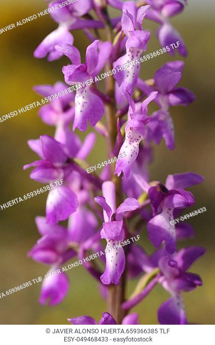 Wild orchid from southern Western Europe, Purple Orchid (Orchis mascula)
