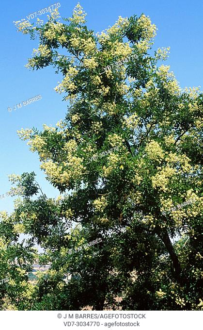 Japanese pagoda tree (Styphnolobium japonicum or Sophora japonica) is an ornamental tree native to China