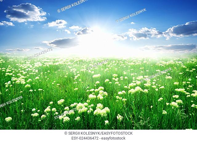 Field of white flowers and green grass in spring