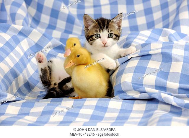 CAT & DUCK. Kitten lying on back next to two ducklings sitting
