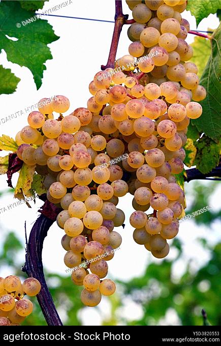 Muscat Ottonel, Bunch of ripe white grapes ready for harvest, Fechy vineyards, district of Morges, La Côte , Canton Vaud, Switzerland, Europe