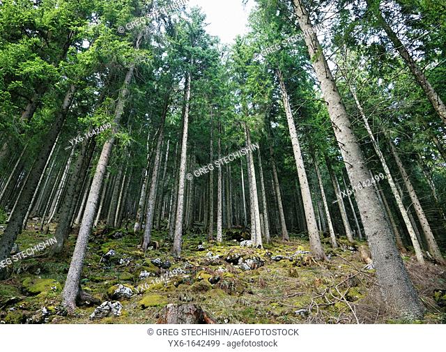 A coniferous forest in the Swiss Alps near Mount Rigi