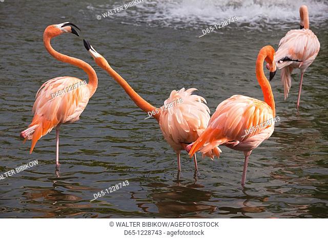 Dominican Republic, Punta Cana Region, Bavaro, pink flamingos, phoenicopterus roseus