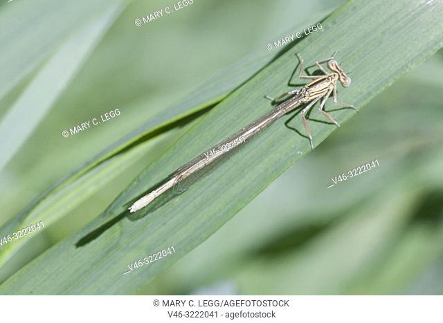 Male White-legged Damselfly, Platycnemis pennipes, Blue Featherleg, a distinct damselfly with white legs/ Length is 32mm