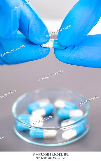 Doctor's hand in blue gloves opening a pill capsule above petri dish. Pharmaceutical research