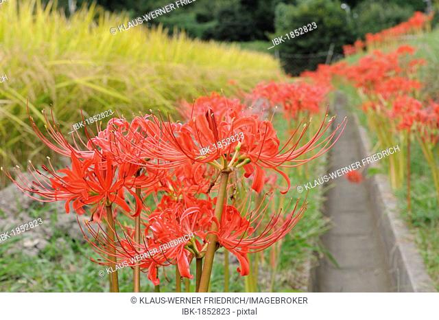 Characteristic wild Spider Lily (Lycoris) on the edge of the rice paddies without leaves, Iwakura near Kyoto, Japan, East Asia, Asia