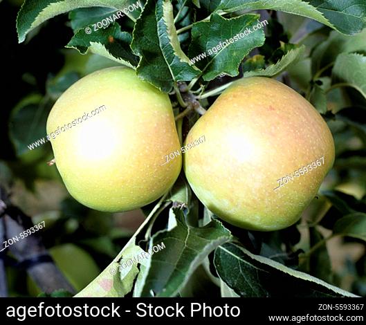 Jonagold; Schneider; Apfel; Apfelsorte, Apfel, Kernobst, Obst